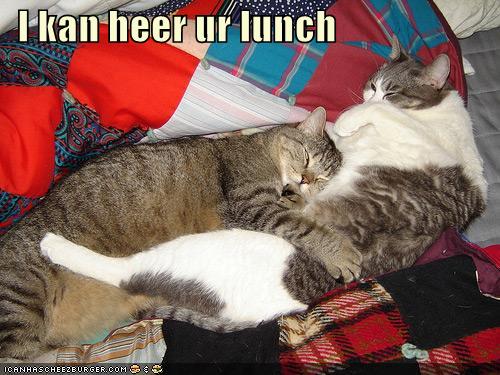 funny pictures hugging sleeping cats hear lunch jpg