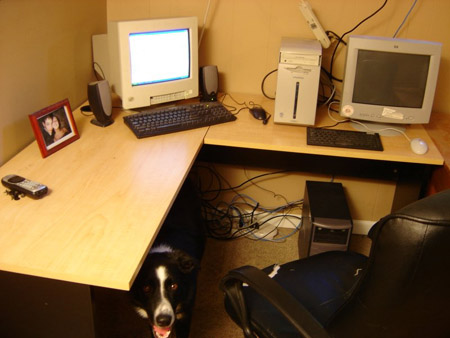 My desk and my dog