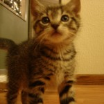 The Truth About Cats and Dogs