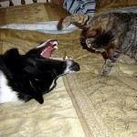 My pets