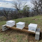 I've Got Hives!