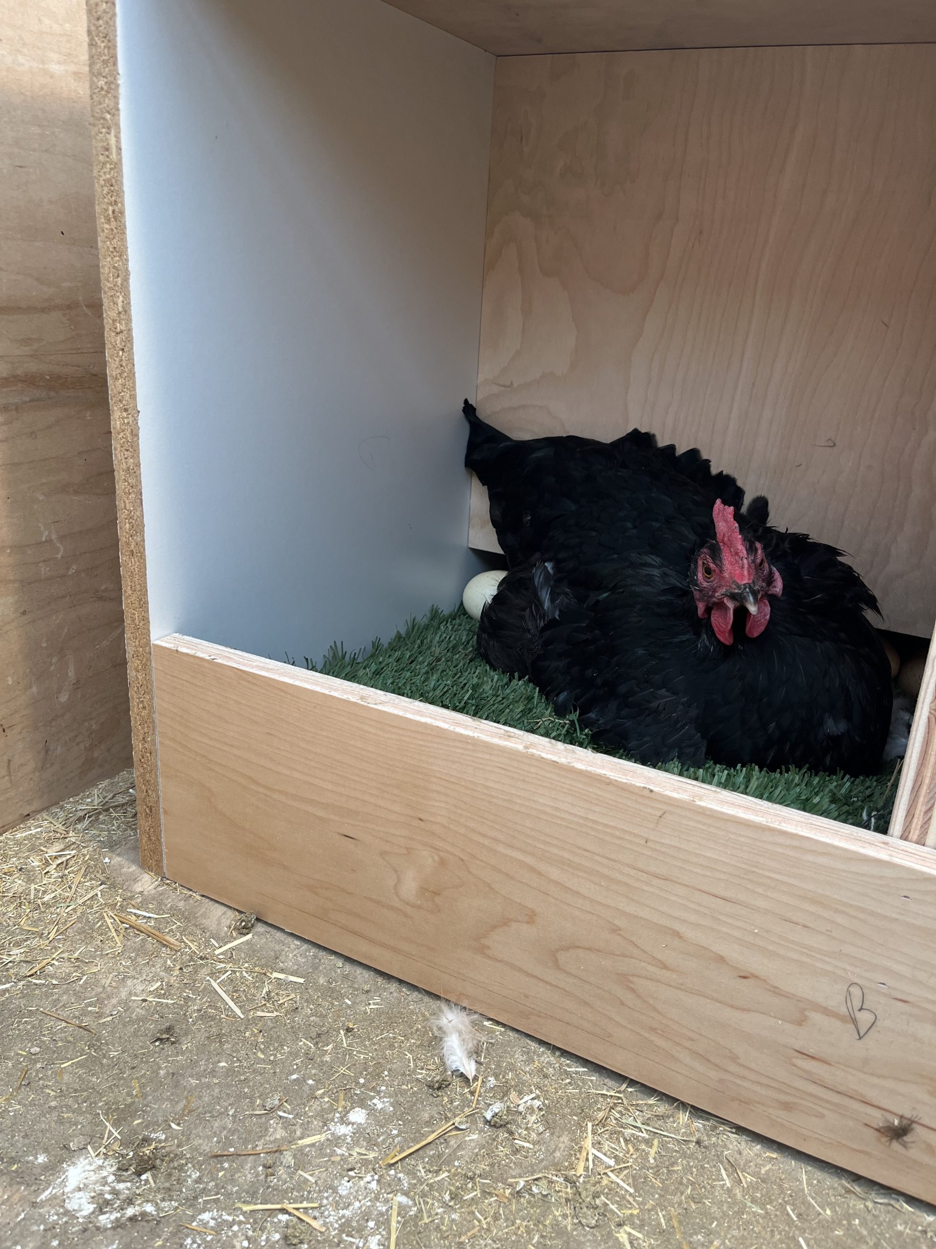 I Designed and Built a Simple Roll-Out Chicken Nesting Box